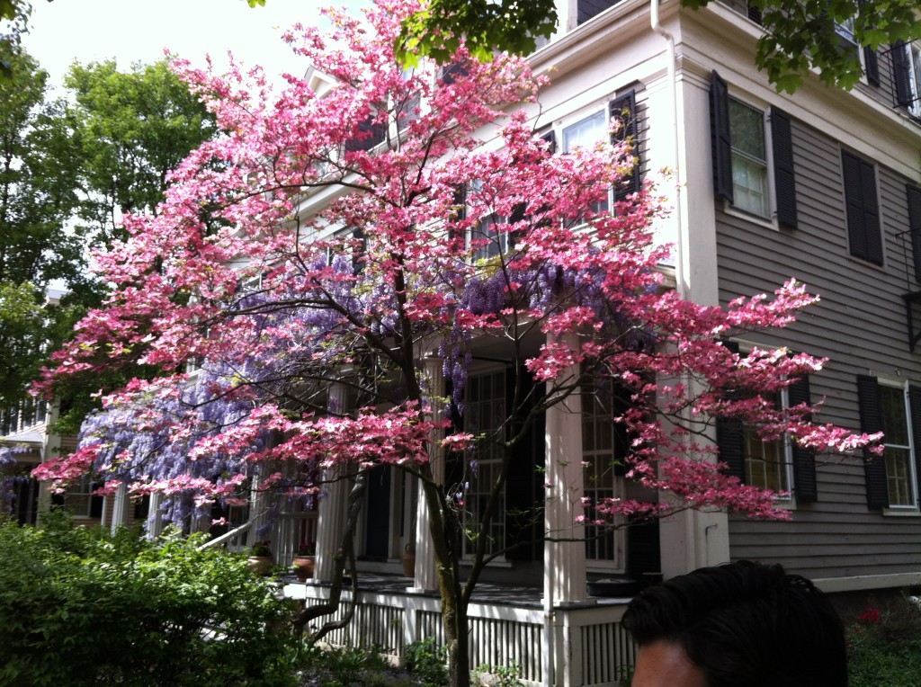 A beautiful sign of spring on Orchard Street  in Cambridge.