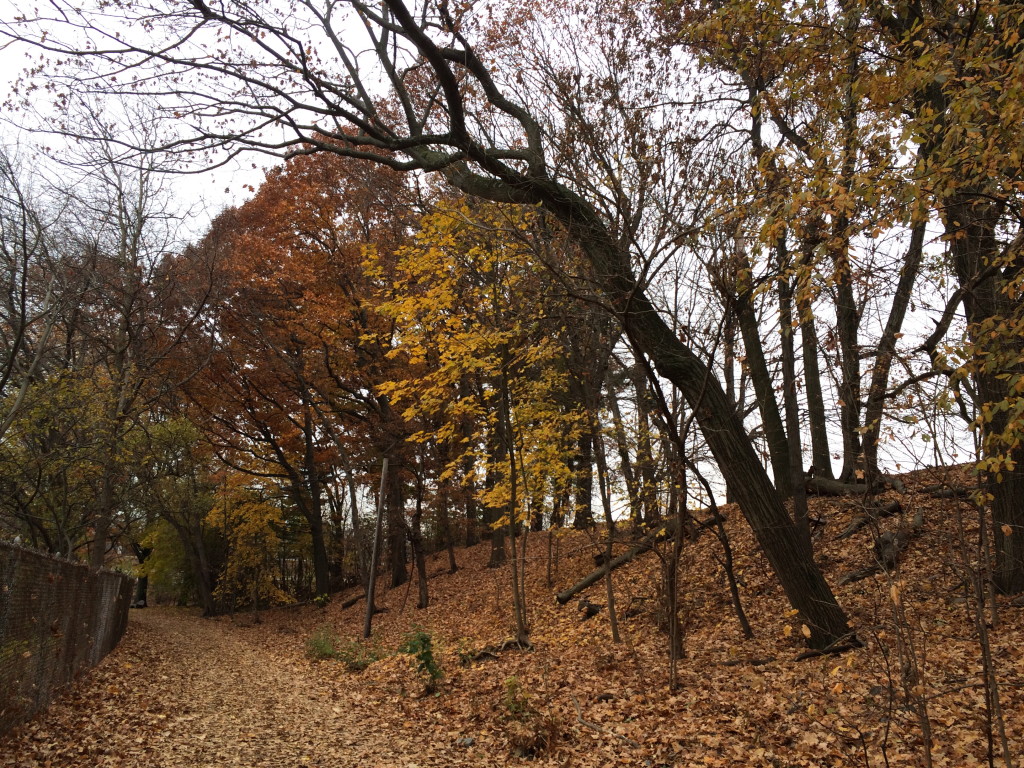 Leafy path