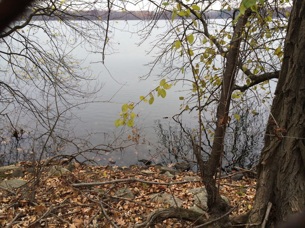 A few green leaves left