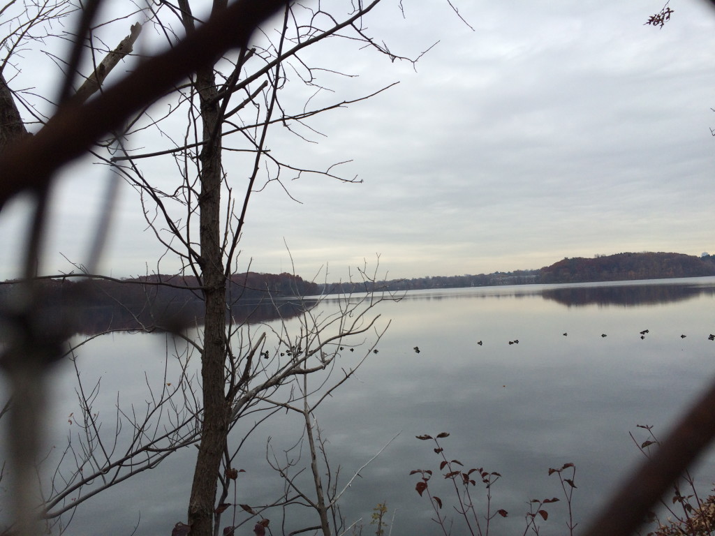 Meditating ducks on mirrored water 