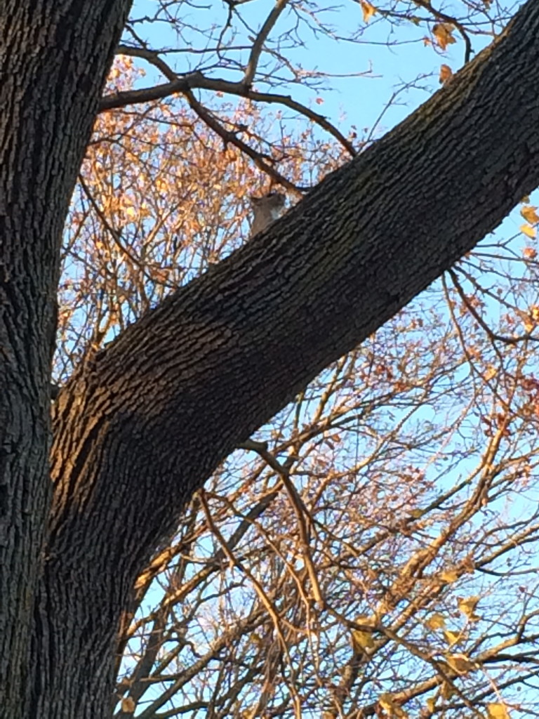 Squirrel up a tree