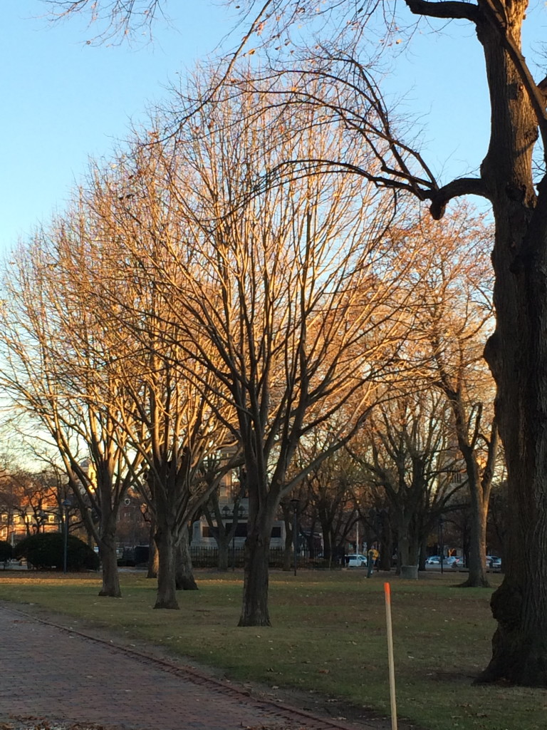 Fall lights on trees lining the path