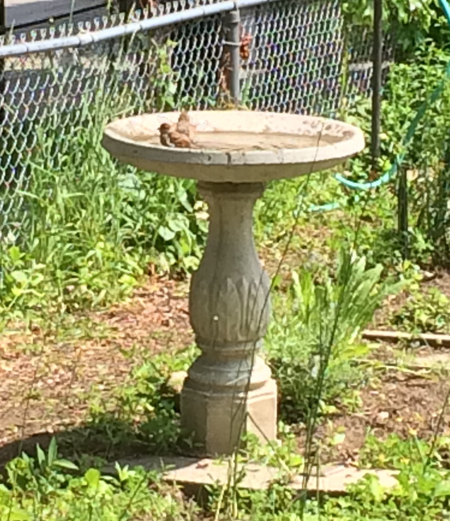 bird bath