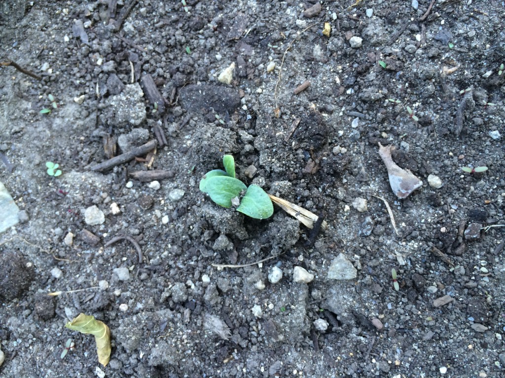 squash sprouts