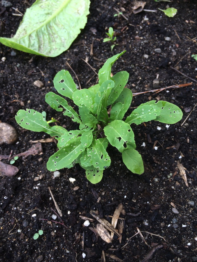 Hole-y arugula