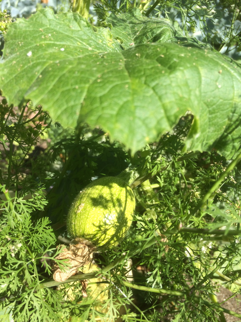 Baby pumpkin in cilantro patch