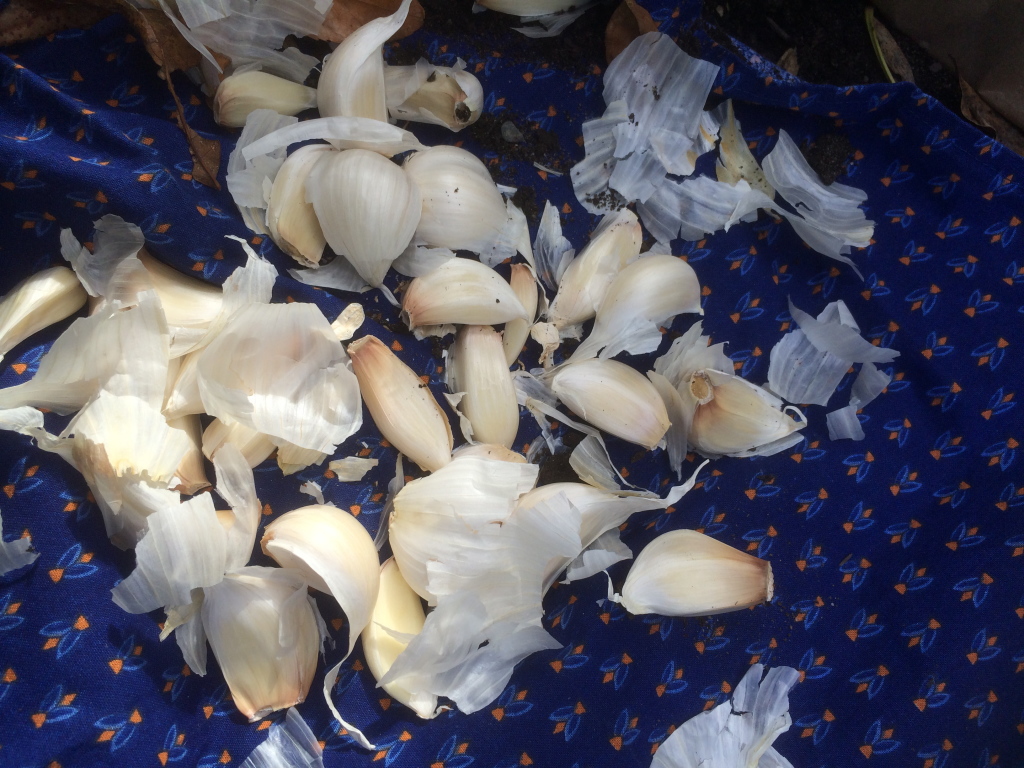 garlic cloves for planting