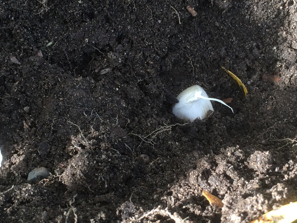 Garlic nestled in the dirt